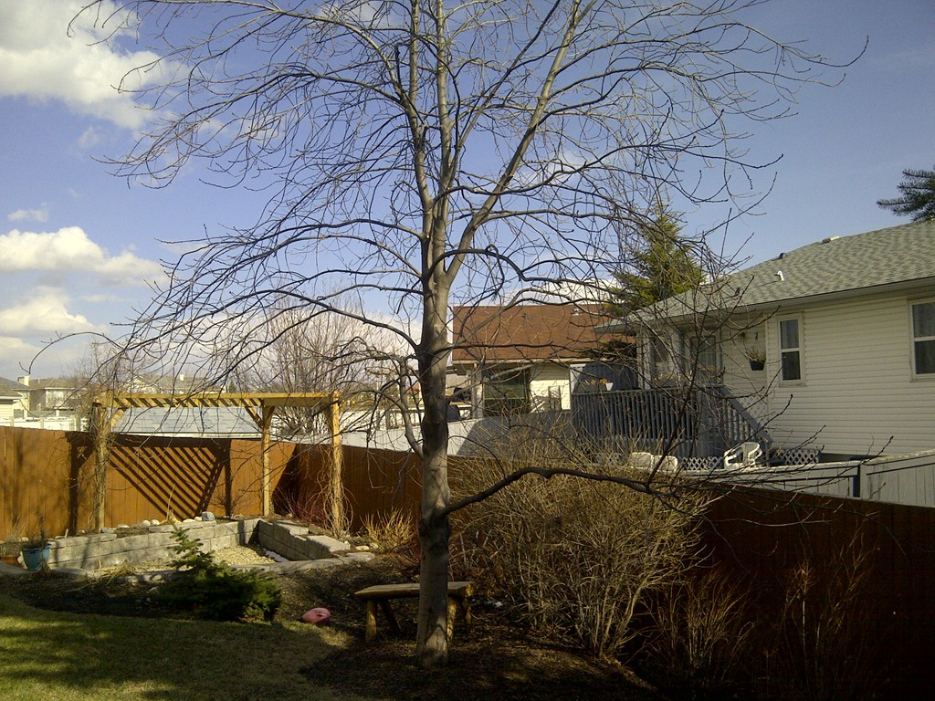 Calgary Tree Removal